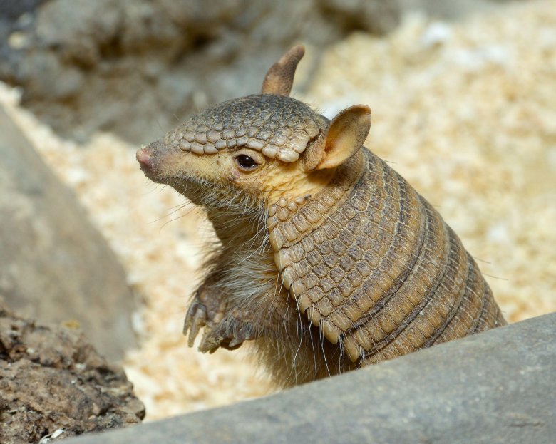 Броненосец южной америки