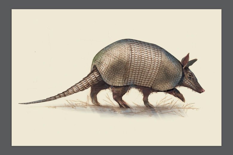 Шестипоясный броненосец