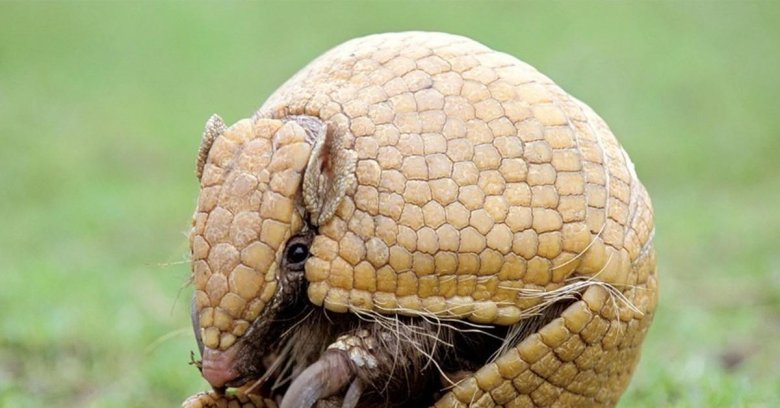 Трехпоясный броненосец животное