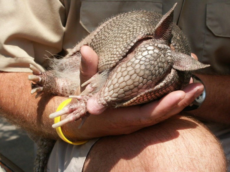 Армадилло животное броненосец