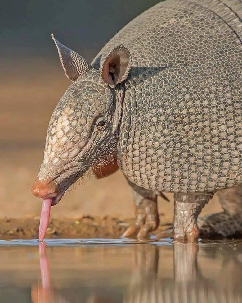 Броненосец южной америки