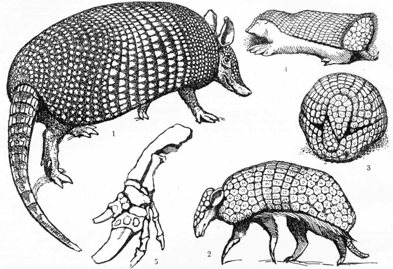 Трёхпоясный броненосец