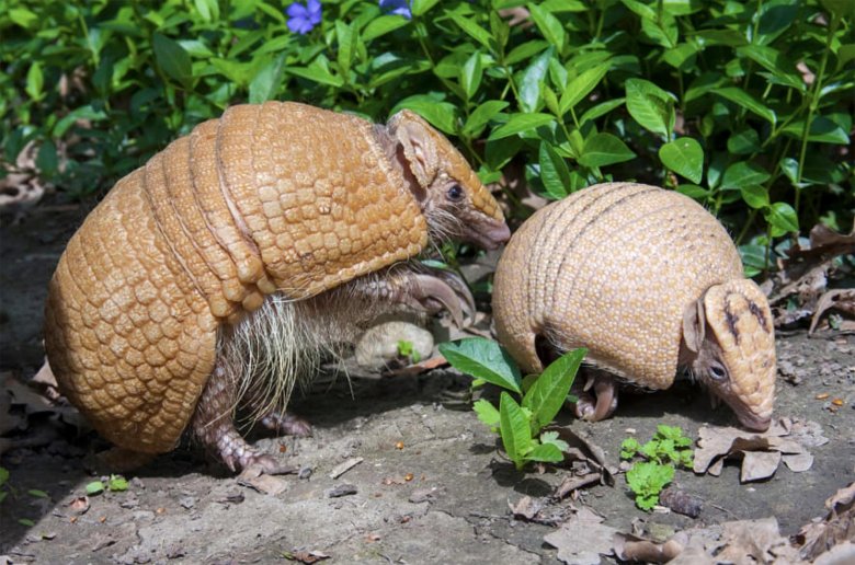 Лысый броненосец