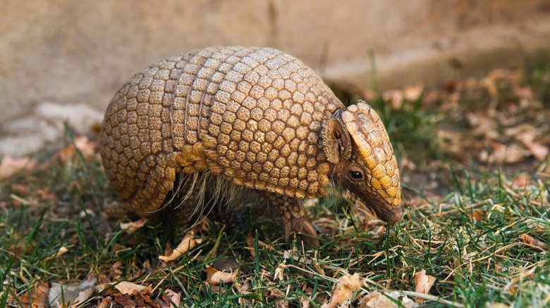 Трехпоясный броненосец животное