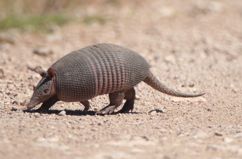 Маленький броненосец