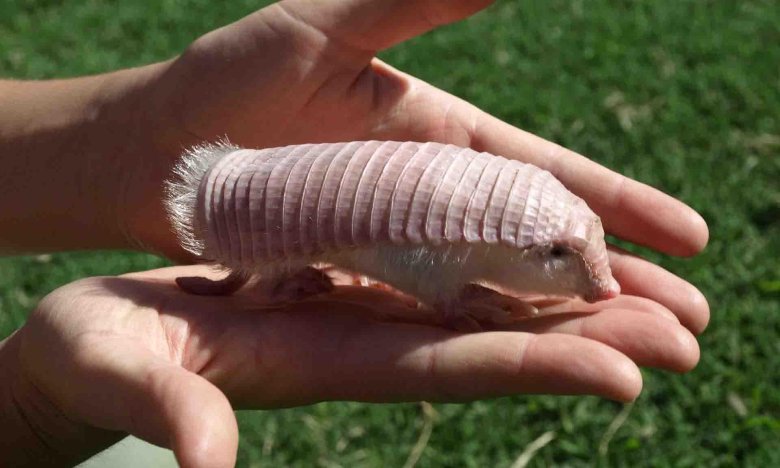 Плащеносные броненосцы