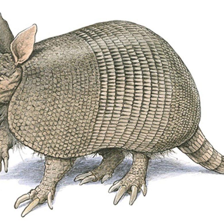 Броненосец животное