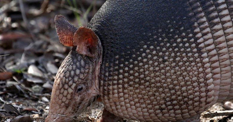 Броненосец южной америки