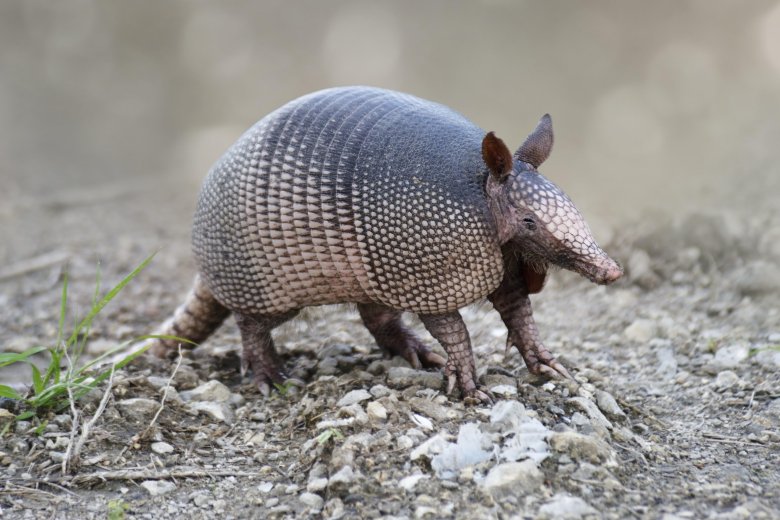 Девятипоясный броненосец