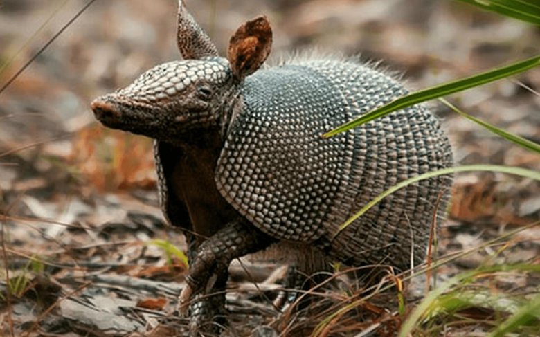 Армадилло броненосец