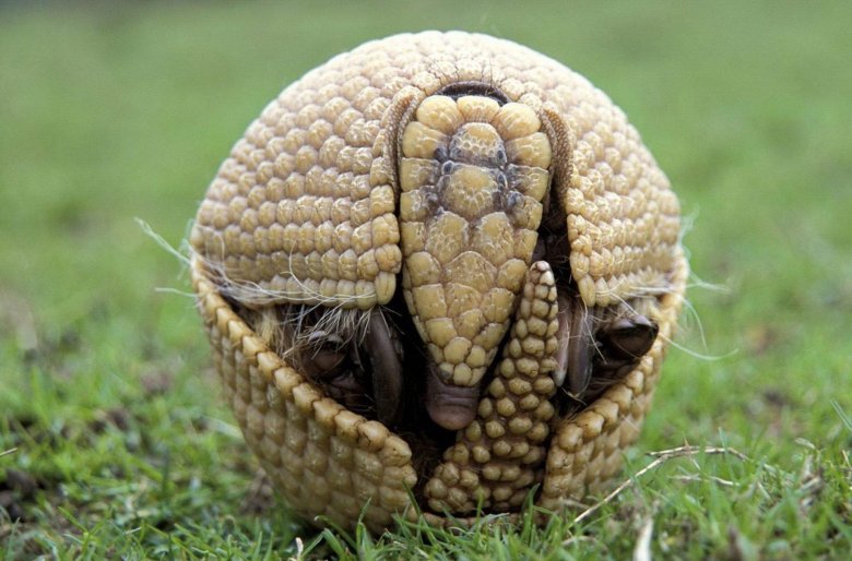 Броненосец в клубок