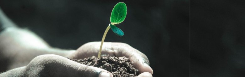 Растение в руках