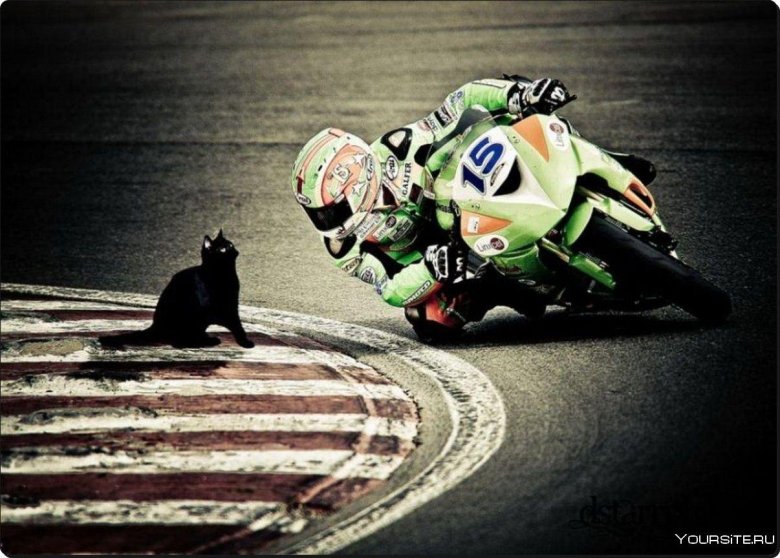 Кот на мотоцикле