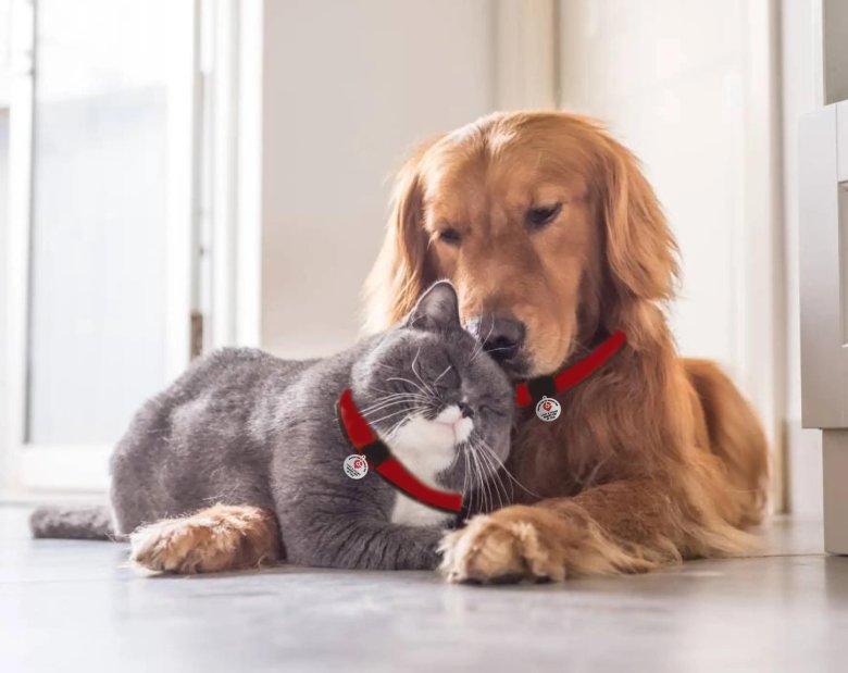 Ретривер золотистый