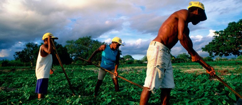 Сельскохозяйства бразилии