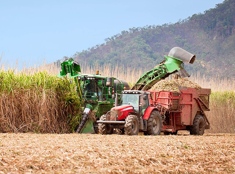 Sugar cane harvest