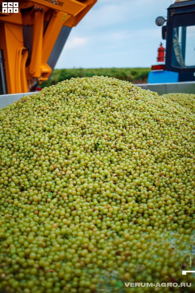 Комбайн для сбора винограда