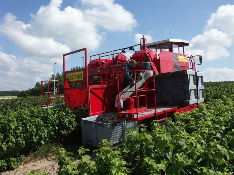 Комбайн для уборки малины