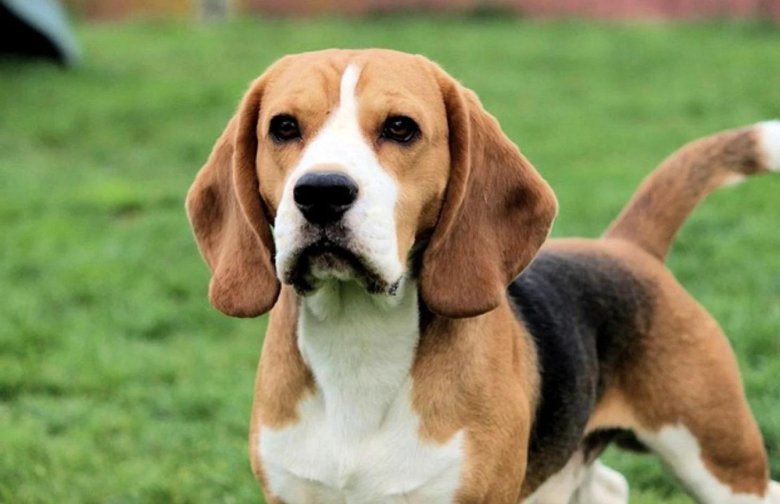 Порода собак бигль