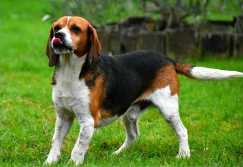 Бигль стандарт породы