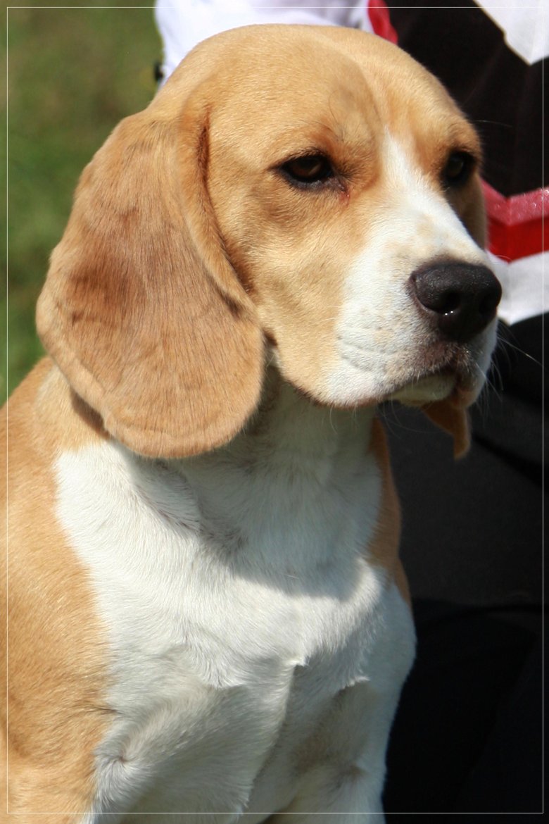 Взрослый бигль