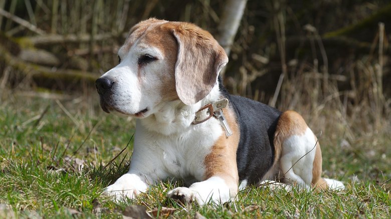 Собака бигль