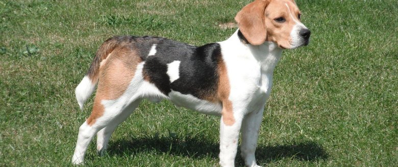 Бигль породы охотничьих