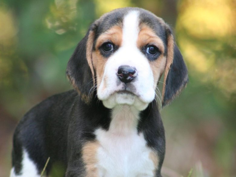 Бигль щенки