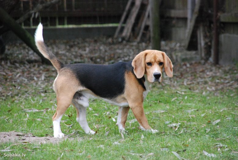 Бигль 1 год