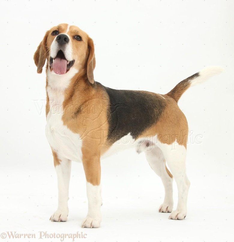 Бигль американский