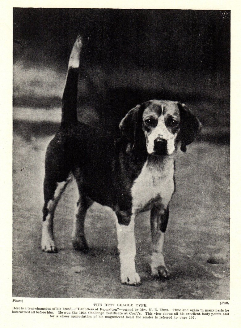 Эллинская заячья гончая