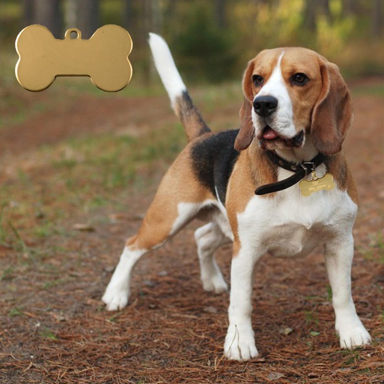 Фоксхаунд и бигль