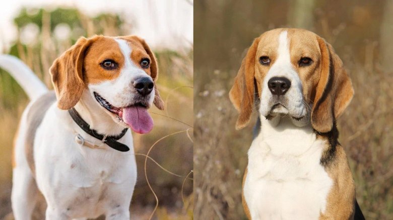 Американский бигль