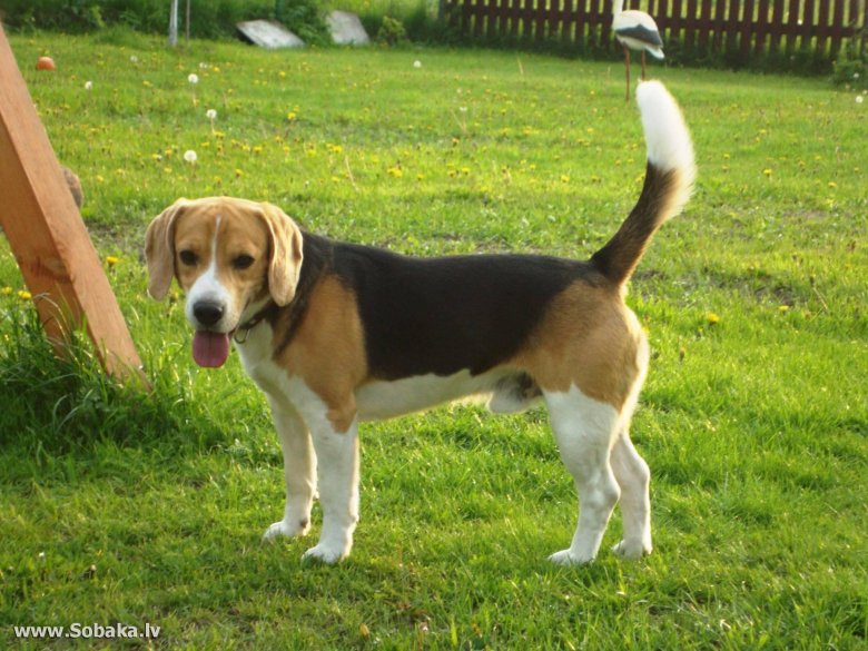 Американский бигль