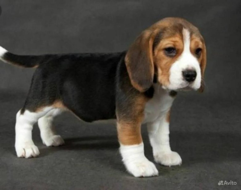 Бигль порода собак