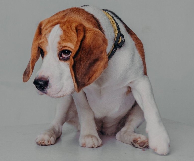 Бигль собака