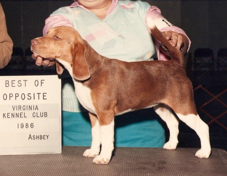 Бигль шоколадный триколор