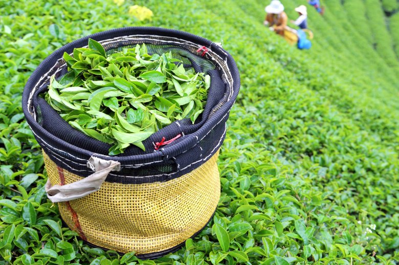 Плантации чая в китае