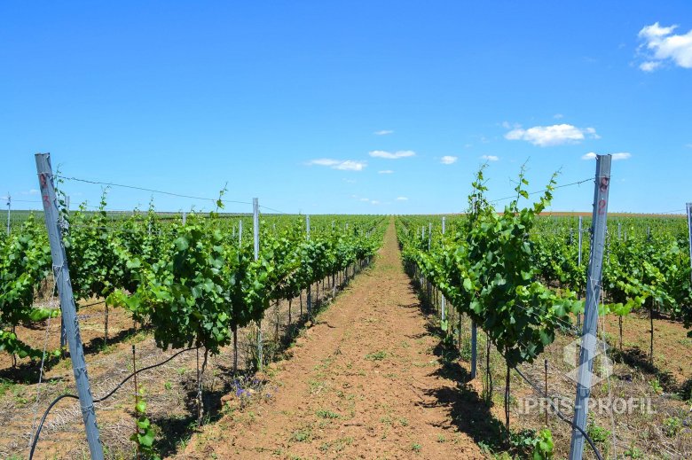 Шпалера для винограда курдюмов