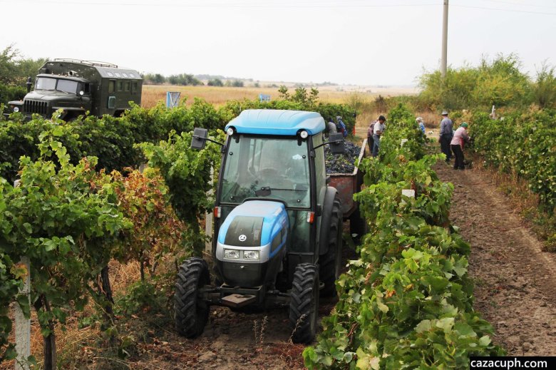 Виноградные плантации в краснодарском крае