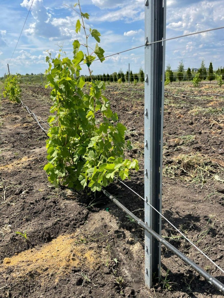 Шпалерные столбы