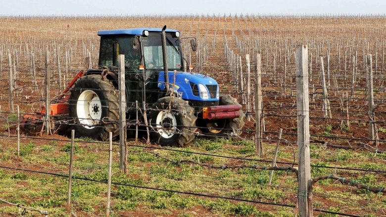 Виноградники крым