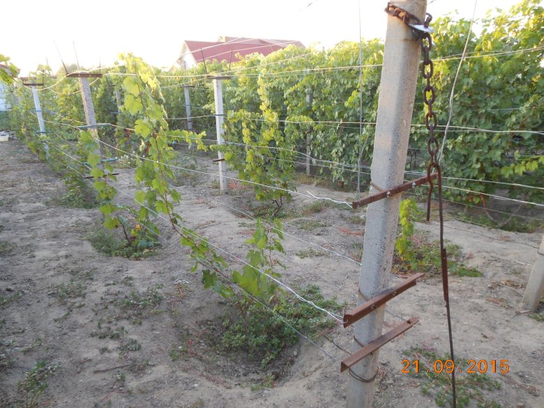 Шпалера сидоряки виноградная