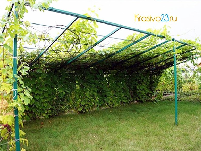 Шпалера сидоряки виноградная
