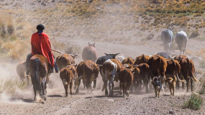 Гаучо патагония