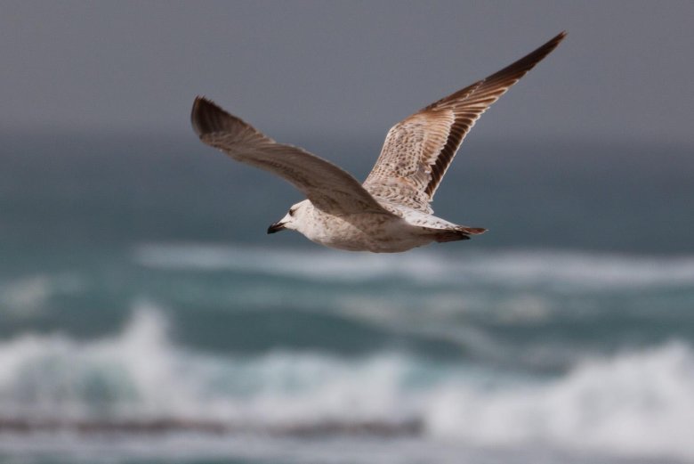 Морская чайка larus marinus