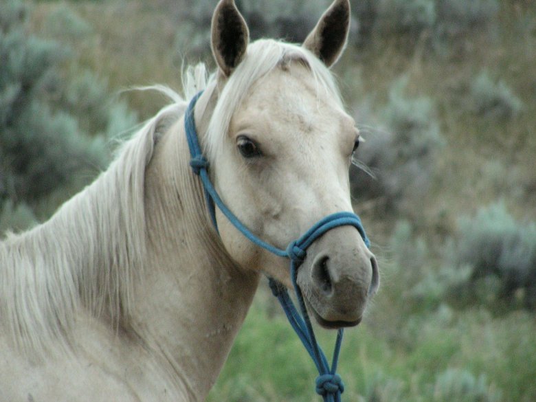 Белая лошадь