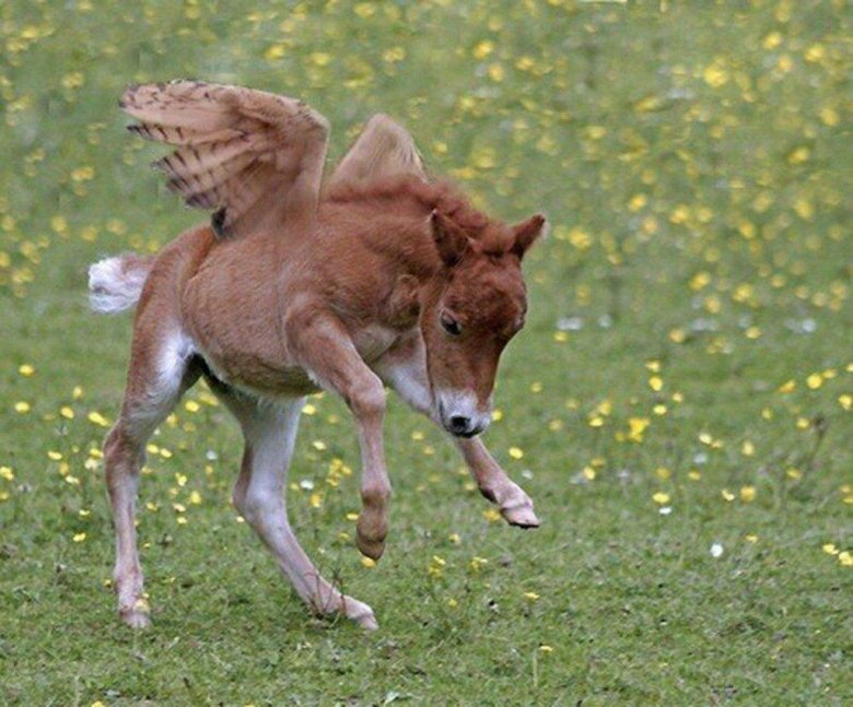 Настоящие пегасы