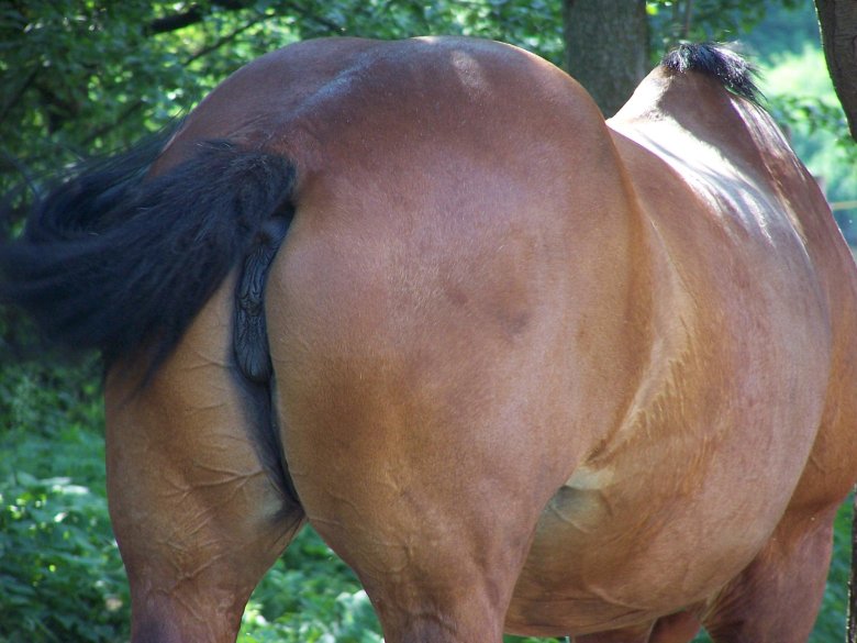 Жопа лошади