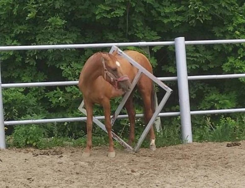 Лошадка прилипла к забору